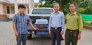 Giải cứu khẩn cấp cu li con nguy cấp: Kì tích sống sót! Tiếp nhận cá thể cu li nhỏ để cứu hộ