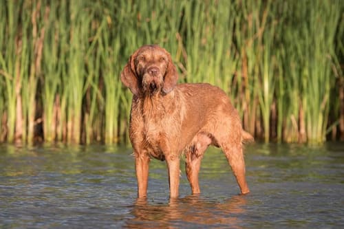 dog banner