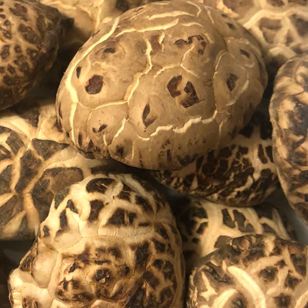 特級剪腳菇 (8両/~302G)