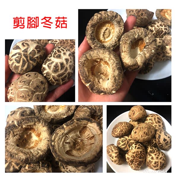 特級剪腳菇 (8両/~302G) - Image 2