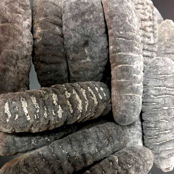 16-18支新幾內亞紋禿海參 - 600G