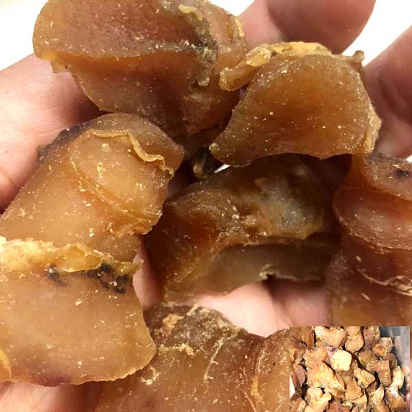 非洲紅螺頭100頭 - 300G