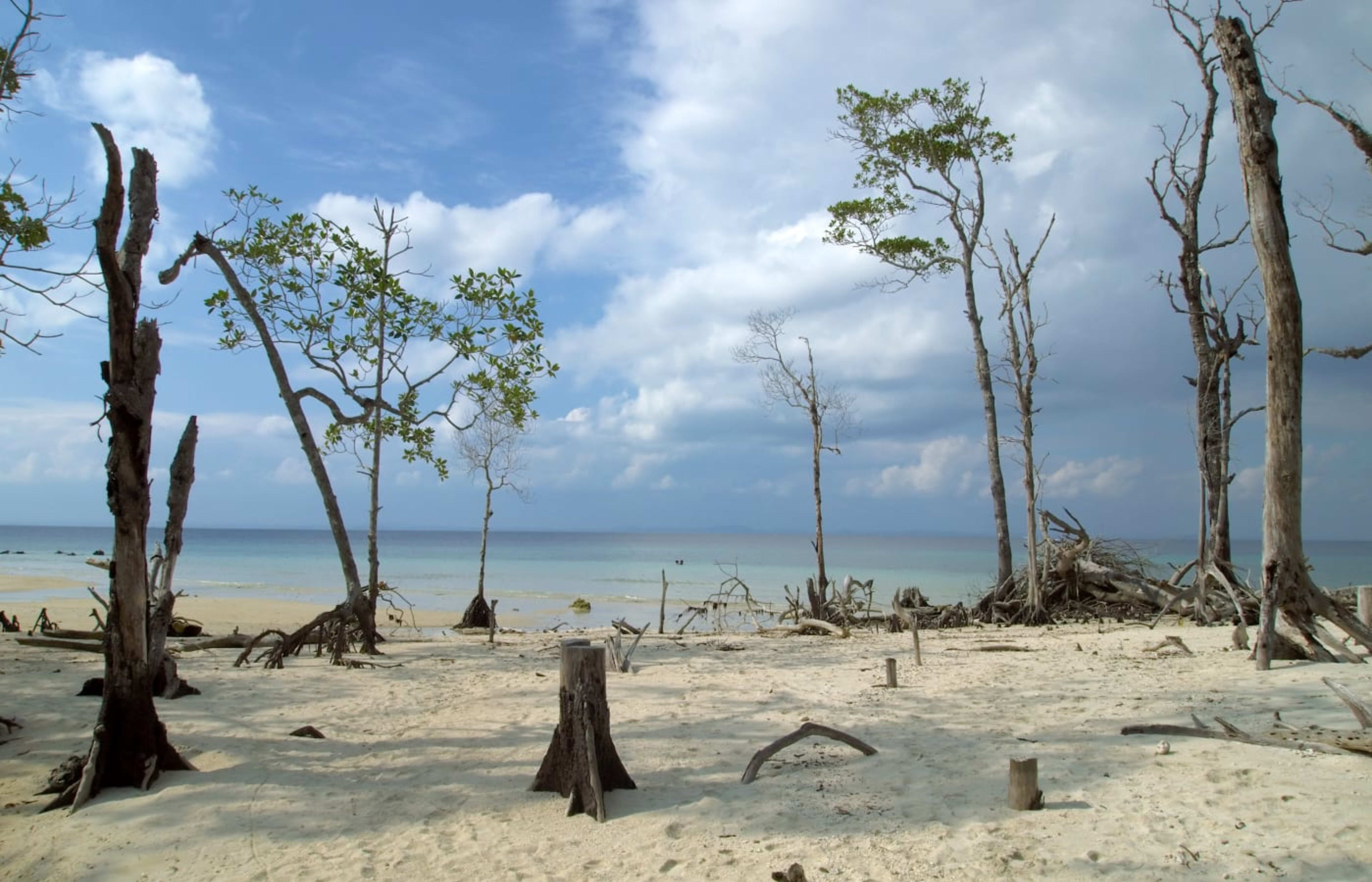 Elephant Beach