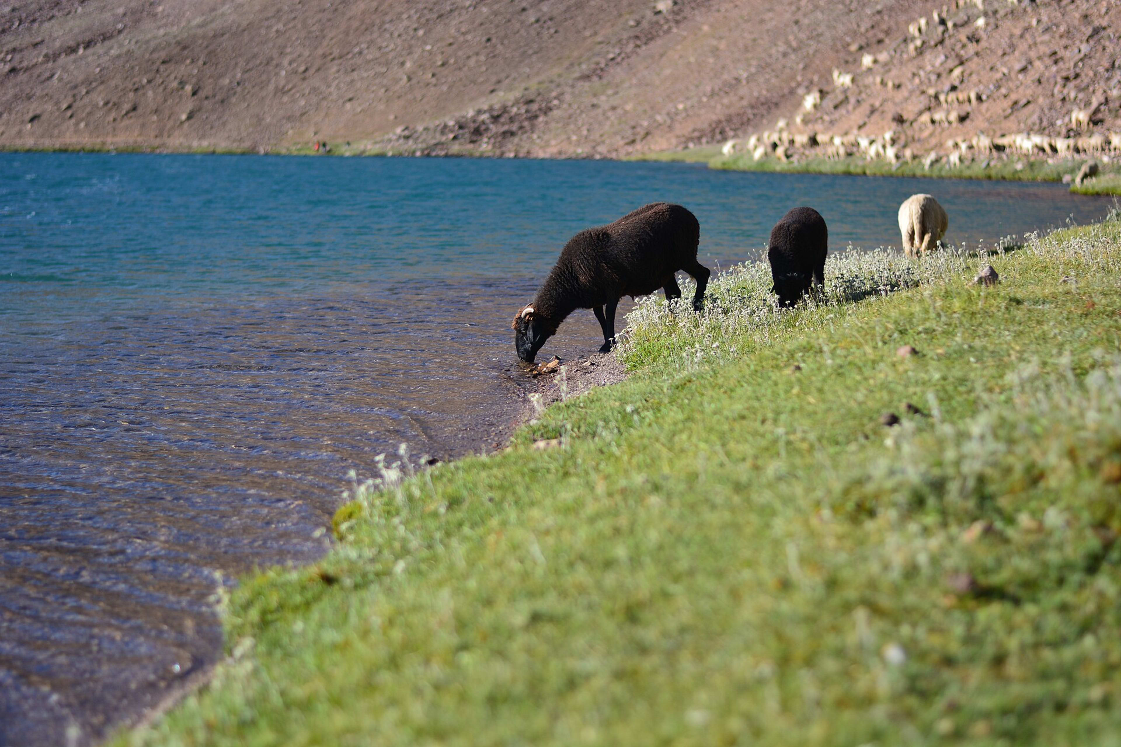 Chandratal, Himachal Pradesh — Different colors of Chandratal lake