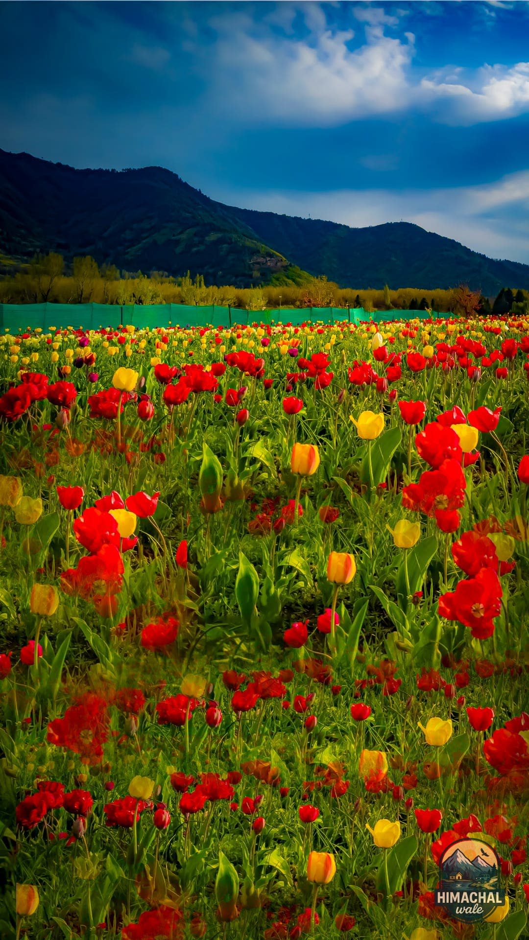 Mesmerising Kashmir Expedition For 4N/5D