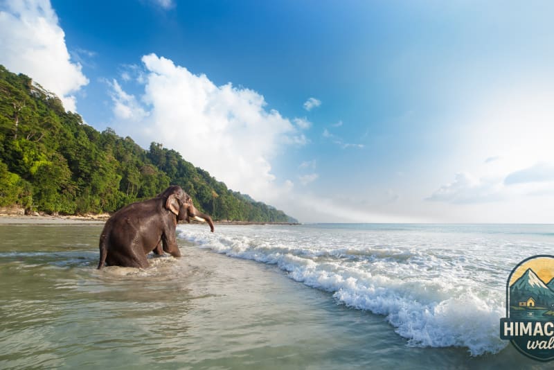 Romantic Island Honeymoon - 7 Days Andaman Tour Package