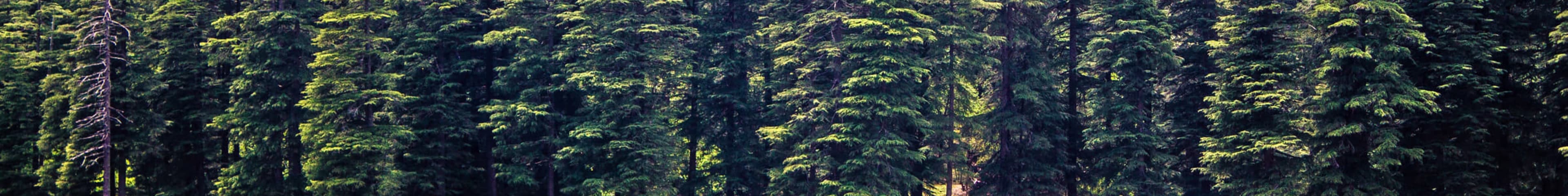 Dalhousie to Delhi (Dalhousie → Delhi) photo 7