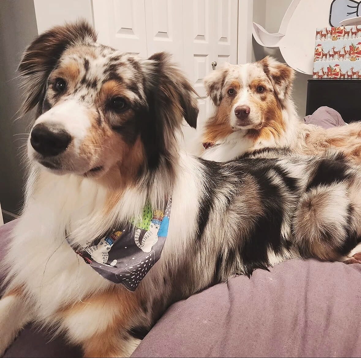 Two Australian shepherds, a blue merle in a bandana and a red merle behind, lying on a bed