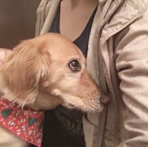 Golden long-eared dog in a red Christmas bandana, seen in profile