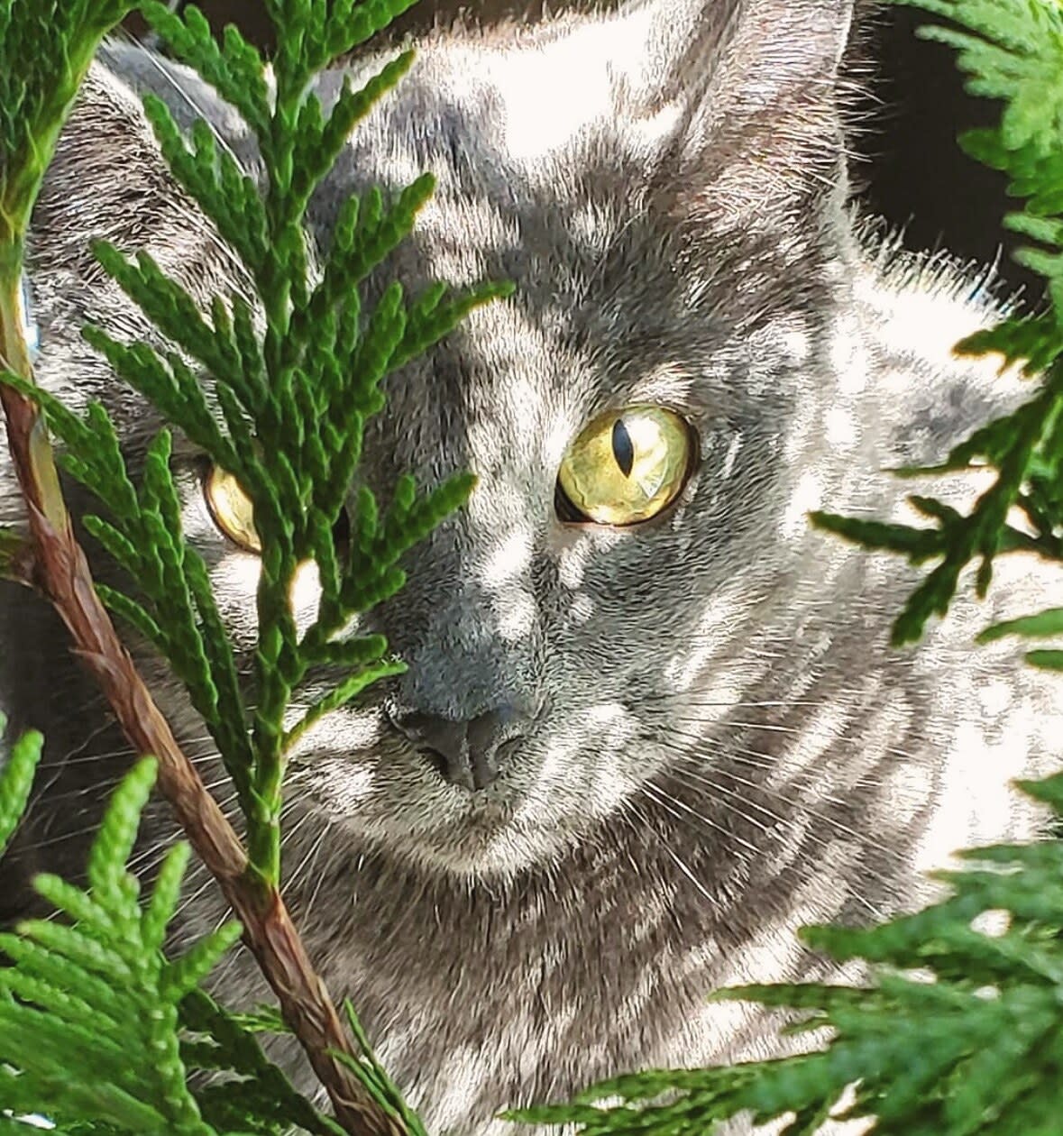 Grey cat with bright yellow eyes peering out from between cedar branches