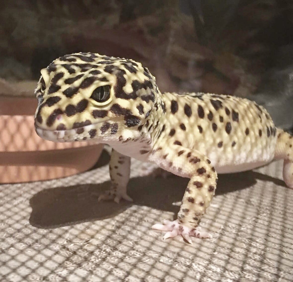 Leopard gecko standing on a mesh surface beside a terracotta dish