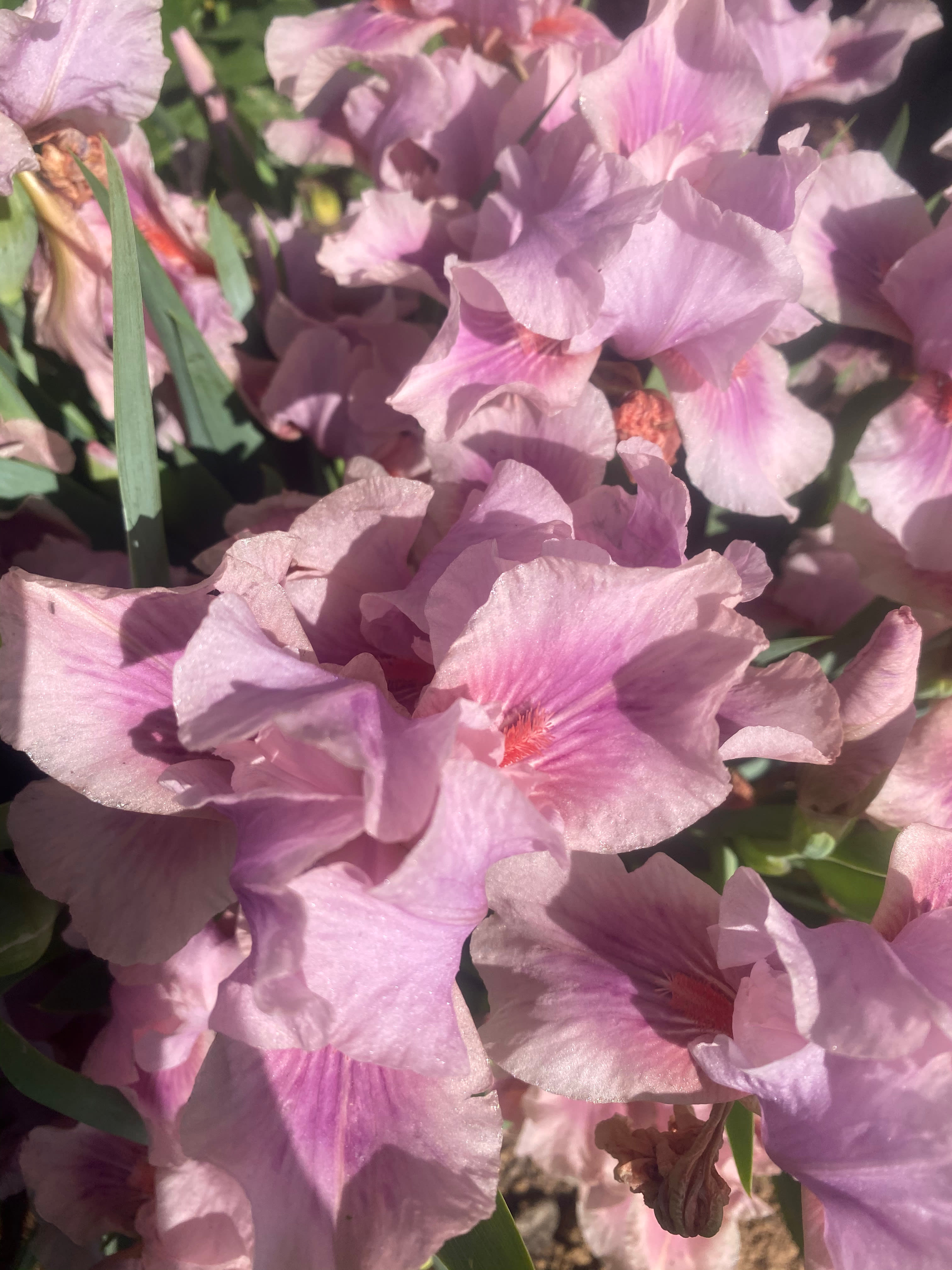 What Are Native Plants?