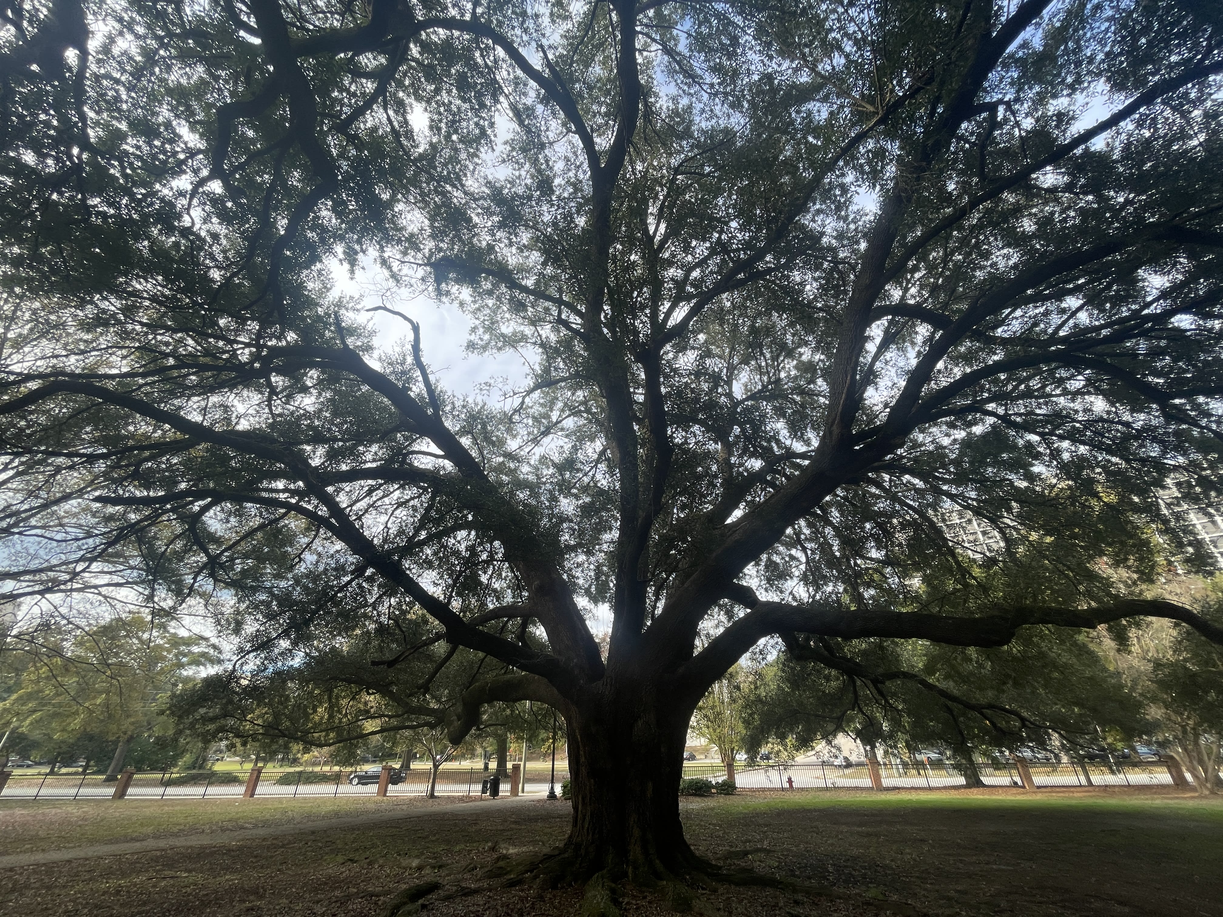 ANSI A300: The Gold Standard for Tree Care Management