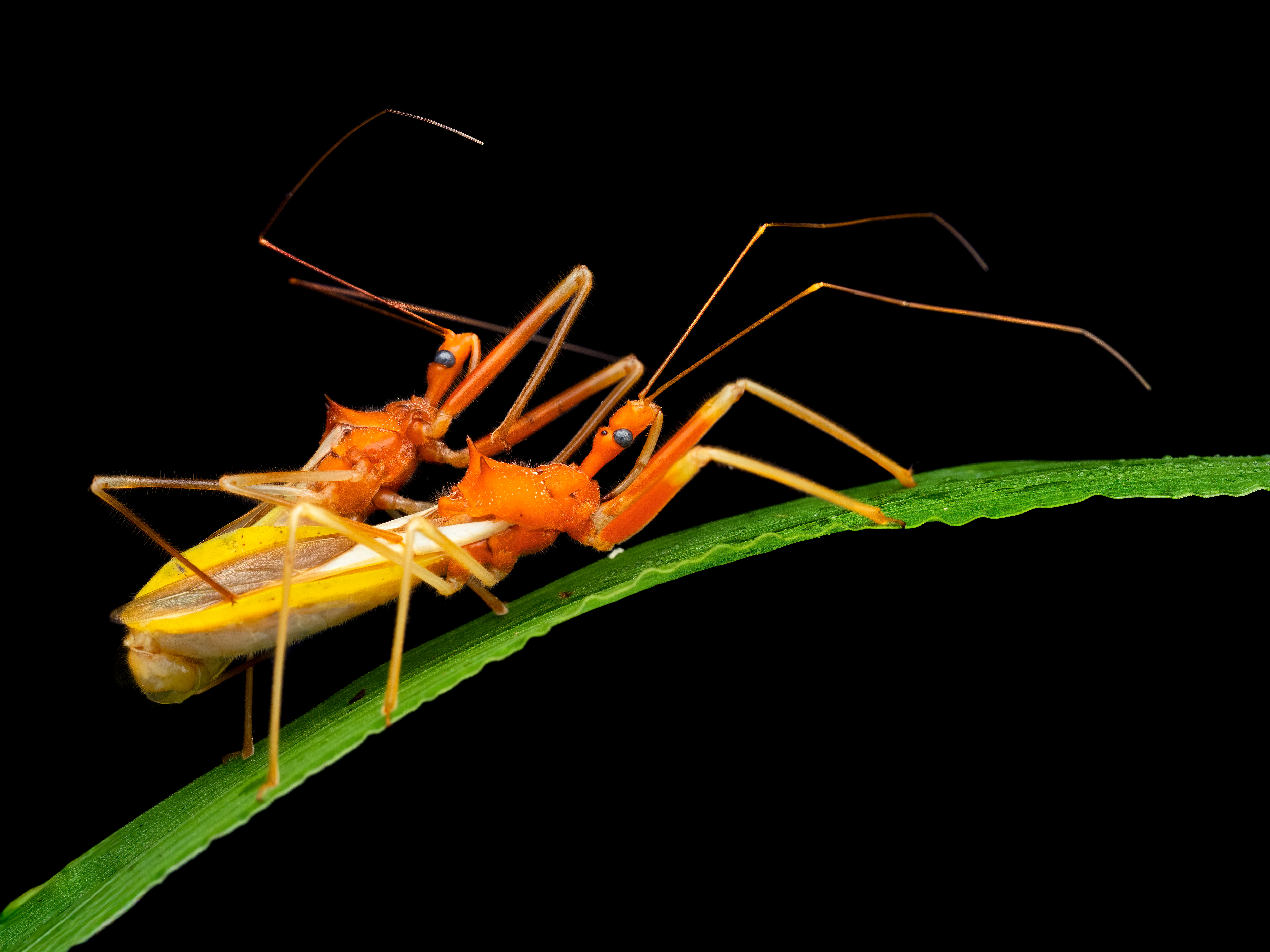 Mafs Insect Beetle Diffuser : Innovation in macro Photography