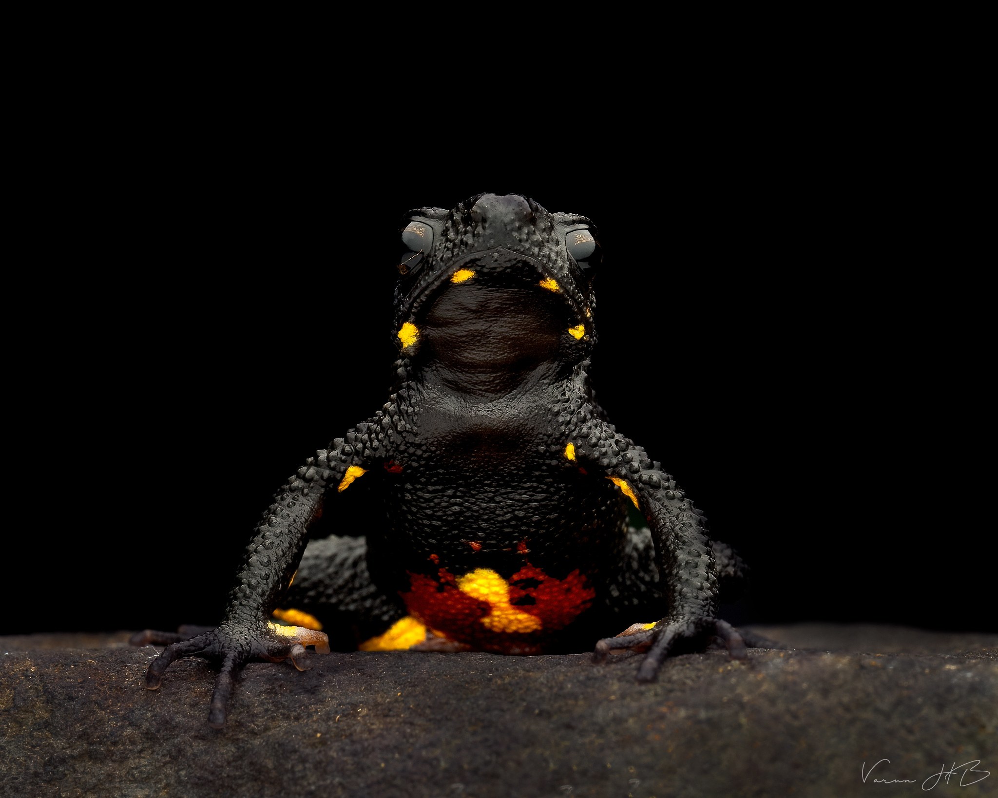 Toans Insecte Beetle Diffuser : Innovation in macro Photography
