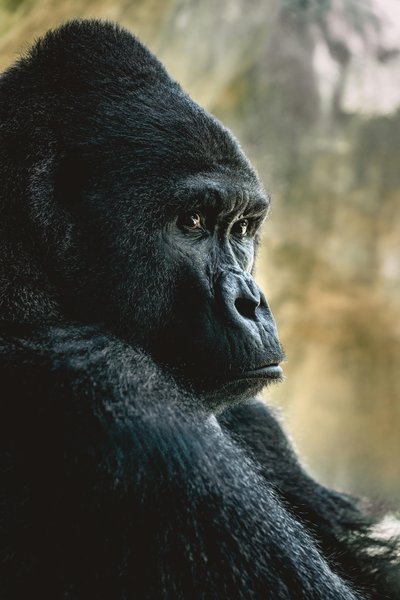 Gorillas are thought to be conscious because they demonstrate self-awareness, complex emotions, and intentional behavior.