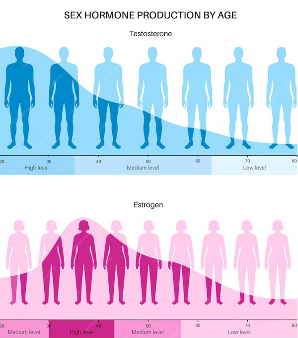 Estrogen and testosterone level color chart.