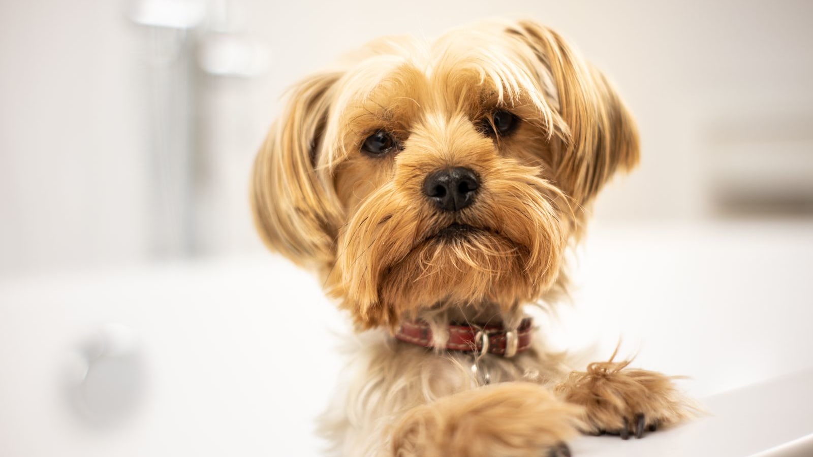 Peluquería canina