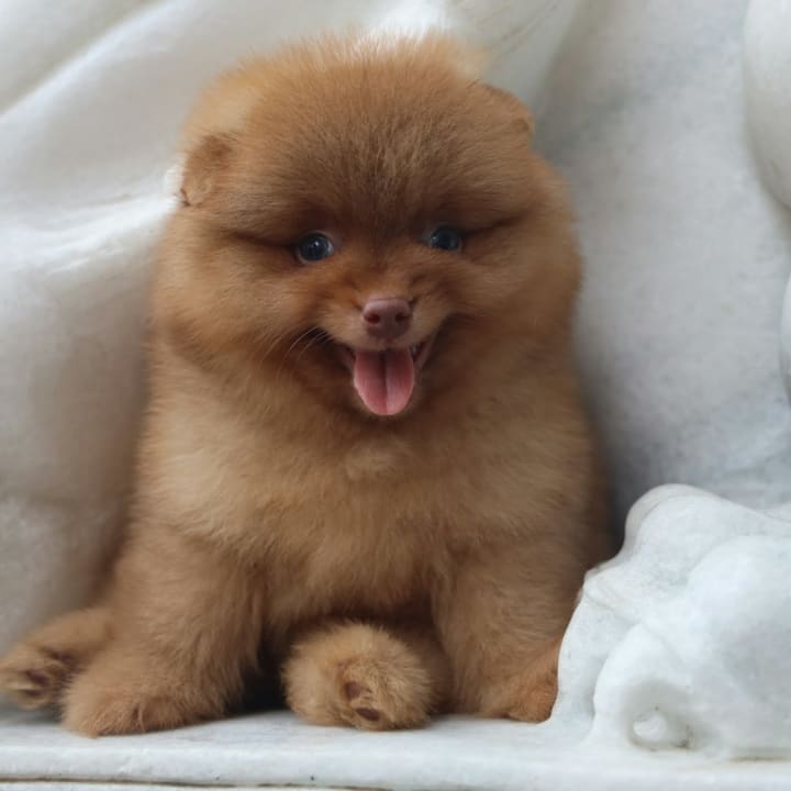 Taller Pomerania