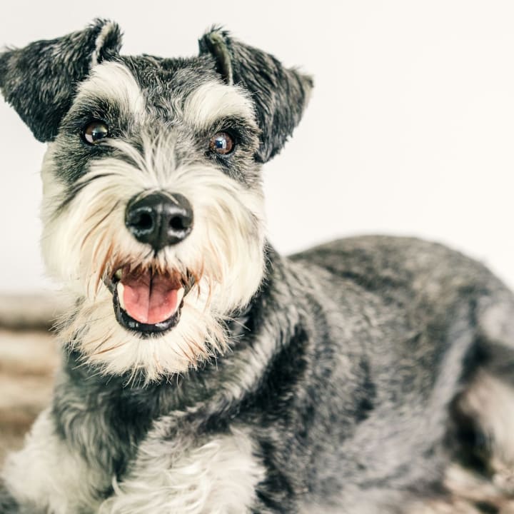 Taller Schnauzer