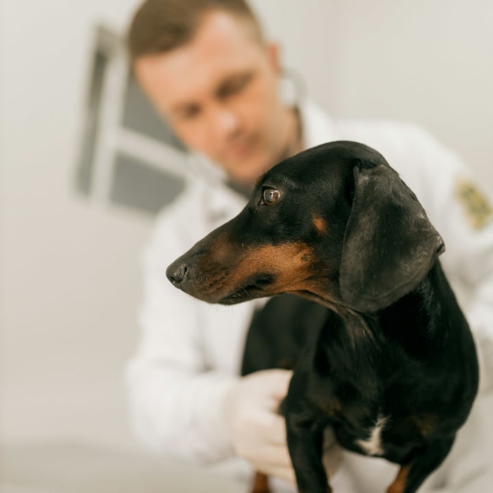Seminario de Primeros Auxilios en peluquería canina