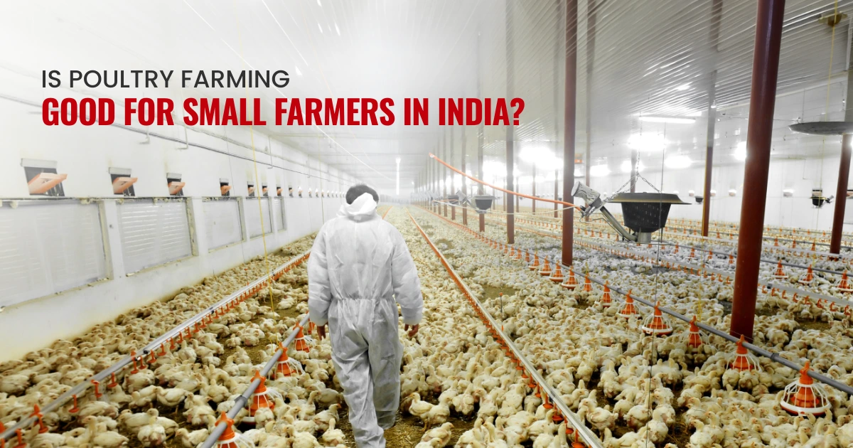 Is Poultry Farming Good For Small Farmers in India?