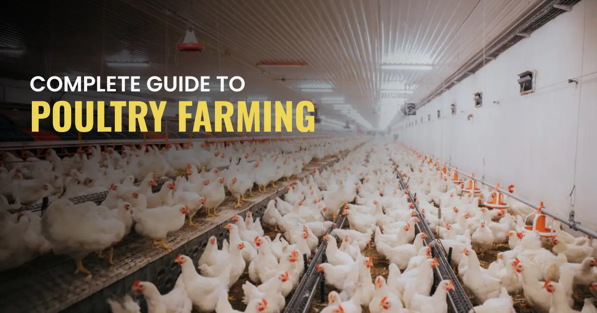 How To Start A Poultry Farm In India?