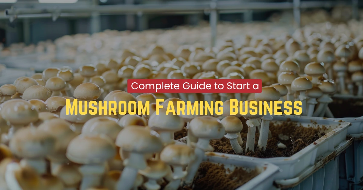 Complete Guide to Start a Mushroom Farming Business