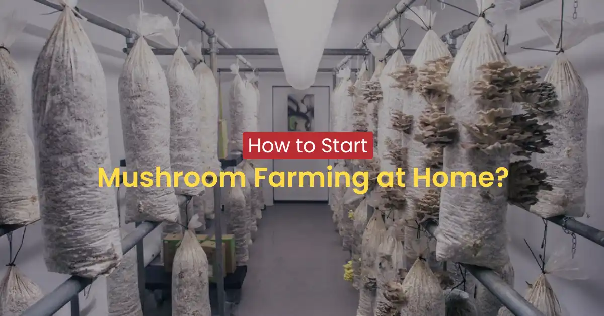 How to Start Mushroom Farming at Home?