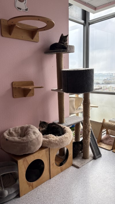 KittyHouse shelter