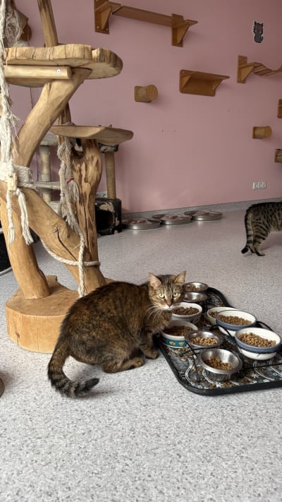 KittyHouse shelter