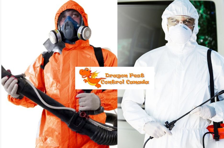 Edmonton Pest Control: Safe, Affordable, Eco-Friendly Solutions