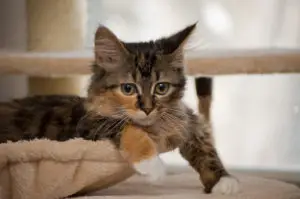 Forgotten Felines Rescue Mission, Adoption, Volunteering, Success Stories Support