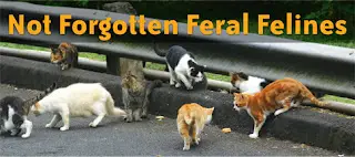Forgotten Felines Rescue Mission, Adoption, Volunteering, Success Stories Support