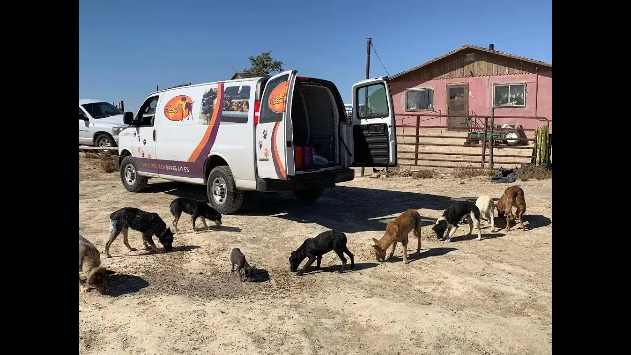 Heart and Soul Dog and Cat Rescue Saving Lives One Furry Friend at a Time