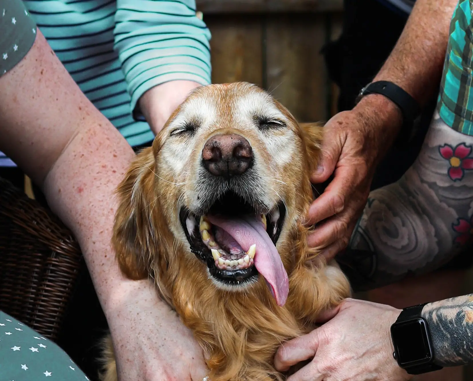 Project Hope Animal Rescue Giving Second Chances to Abandoned Animals