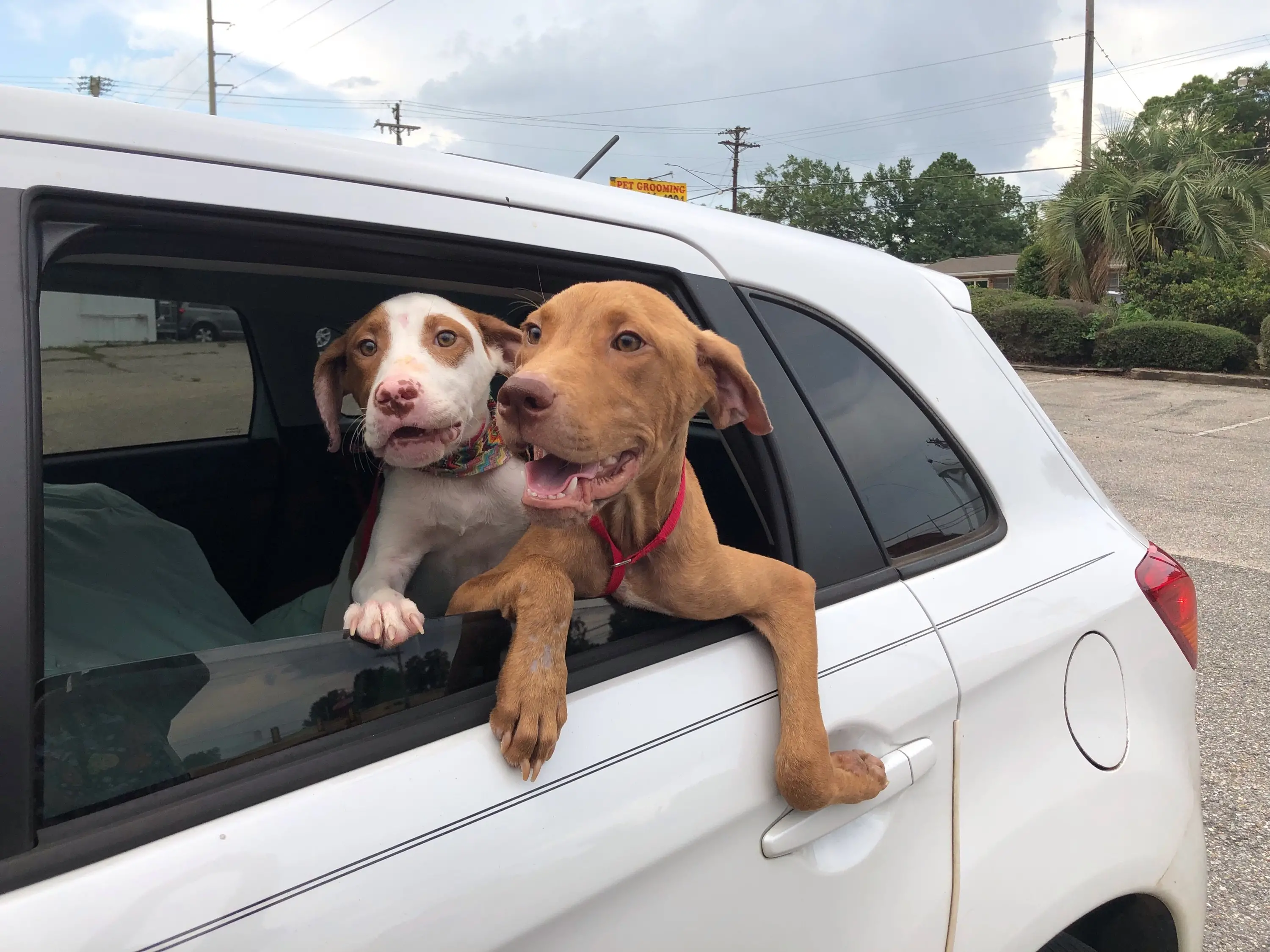 Troy Animal Rescue Project Saving Lives One Paw at a Time