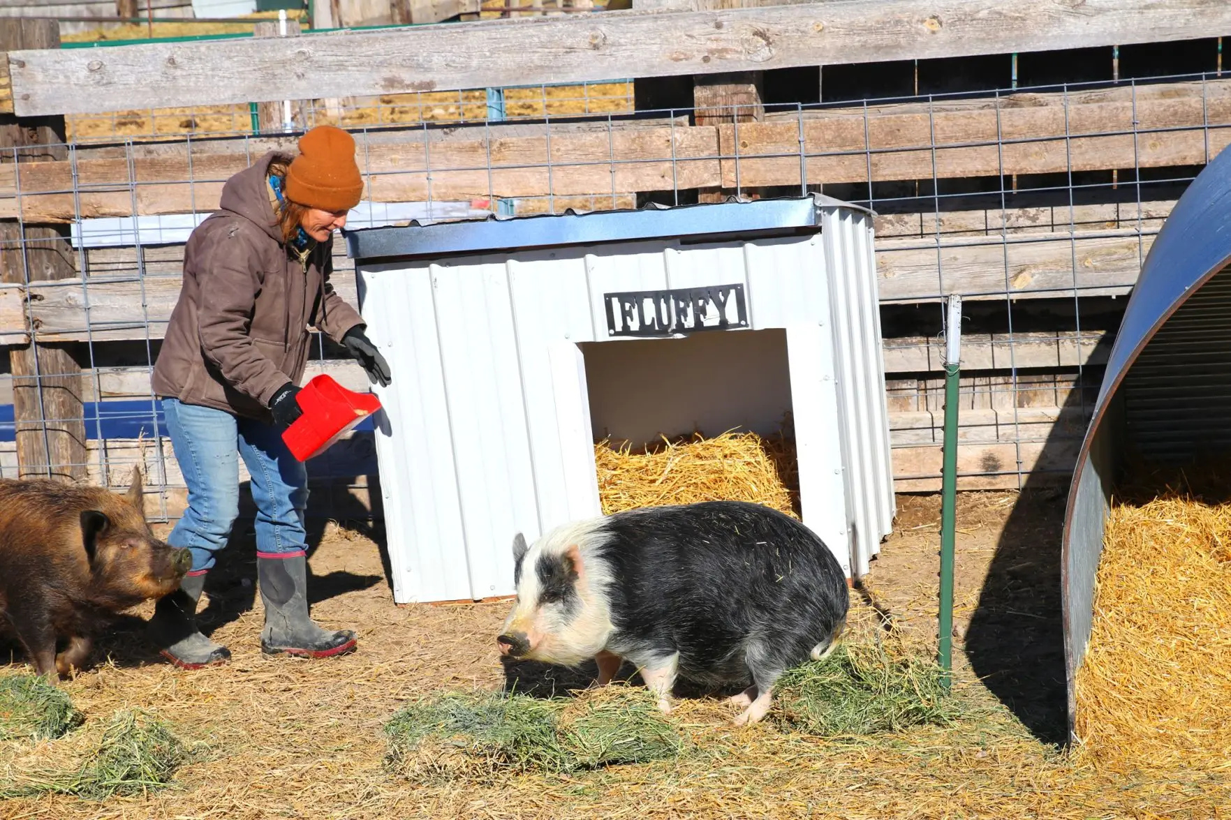 Troy Animal Rescue Project Saving Lives One Paw at a Time