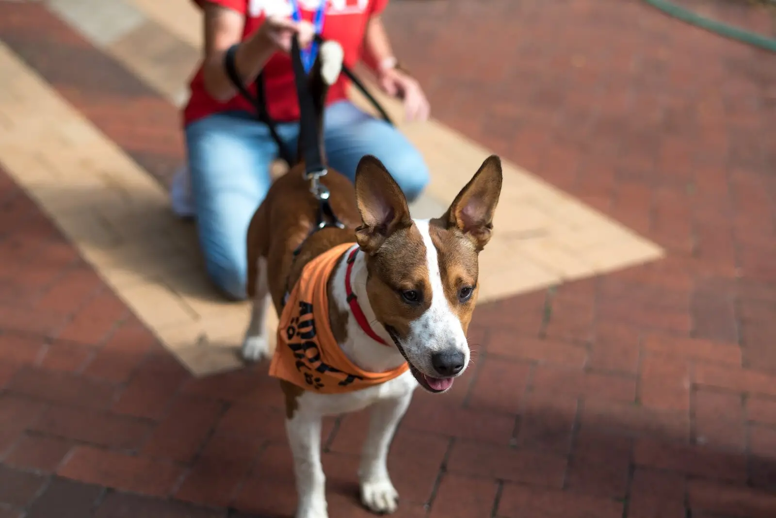 Troy Animal Rescue Project Saving Lives One Paw at a Time