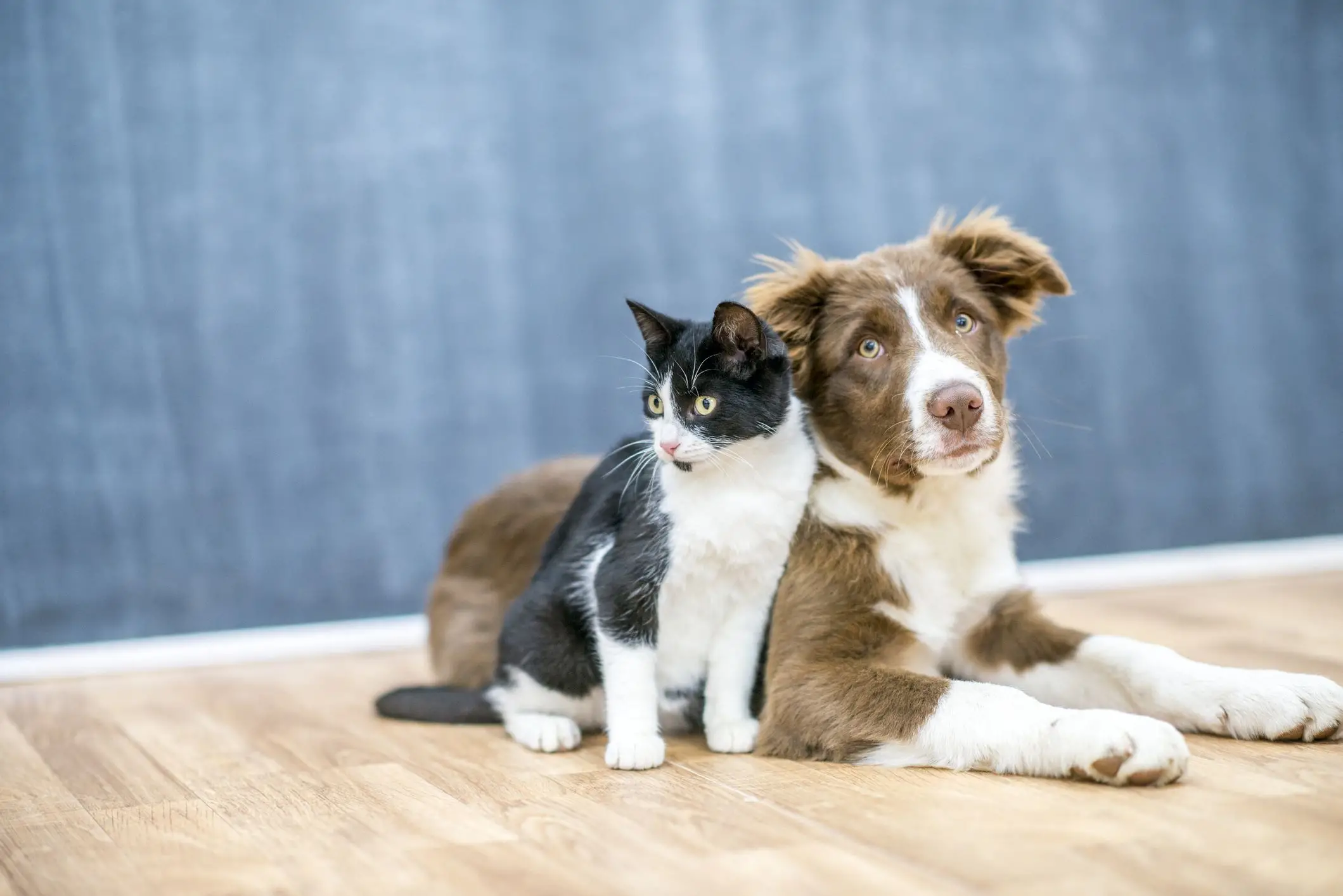 Cats and Dogs Home A Guide on How to Choose the Perfect Pet for Your Family