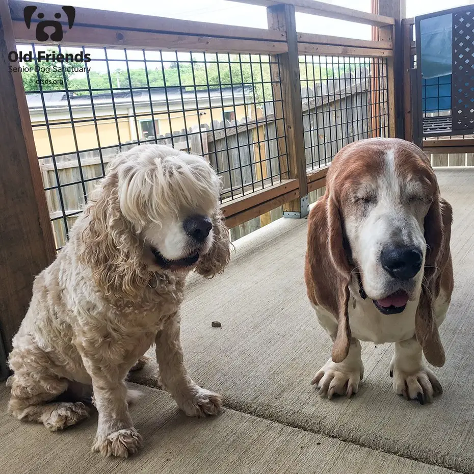 Creating a Safe Haven The Importance of Senior Sanctuaries for Dogs