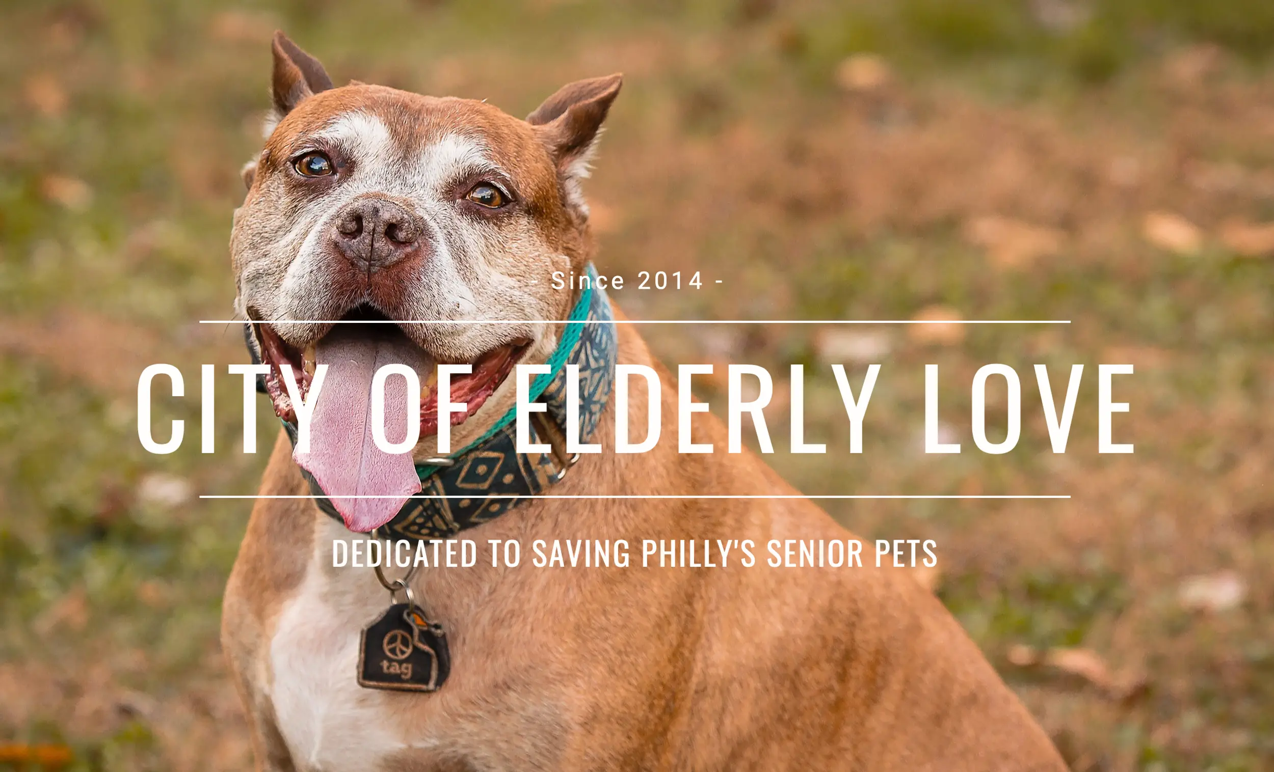 Creating a Safe Haven The Importance of Senior Sanctuaries for Dogs