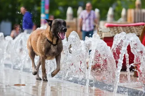 Lucky Paws Animal Rescue Saving Precious Lives One Paw at a Time