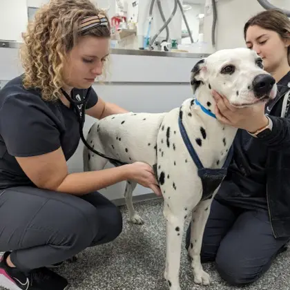 Almost Home No Kill Shelter A Safe Haven for Abandoned Pets