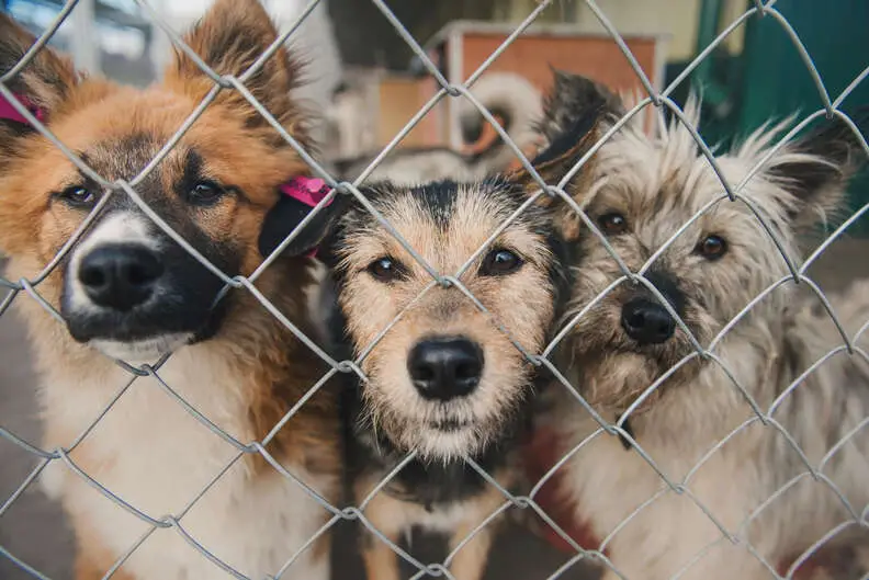 All You Need to Know About All Dog Rescue Finding a Loving Home for Your Furry Friend