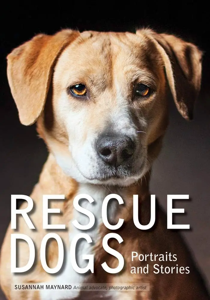 All You Need to Know About All Dog Rescue Finding a Loving Home for Your Furry Friend