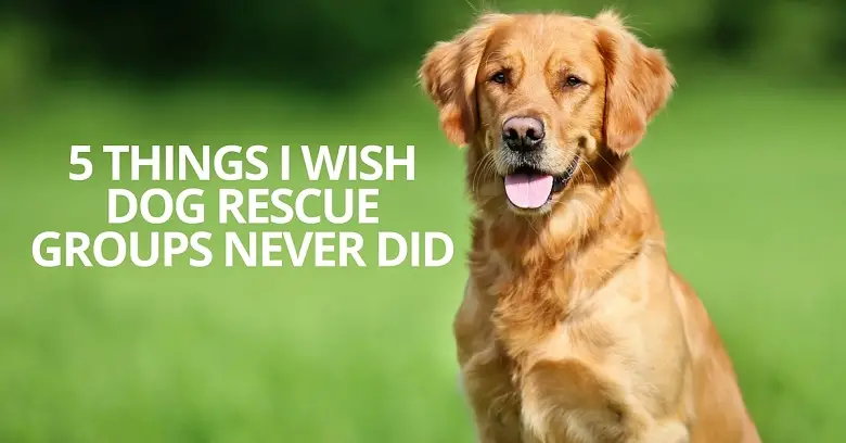 All You Need to Know About All Dog Rescue Finding a Loving Home for Your Furry Friend