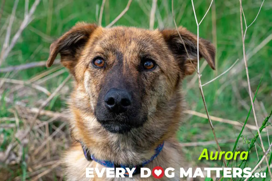 All You Need to Know About All Dog Rescue Finding a Loving Home for Your Furry Friend