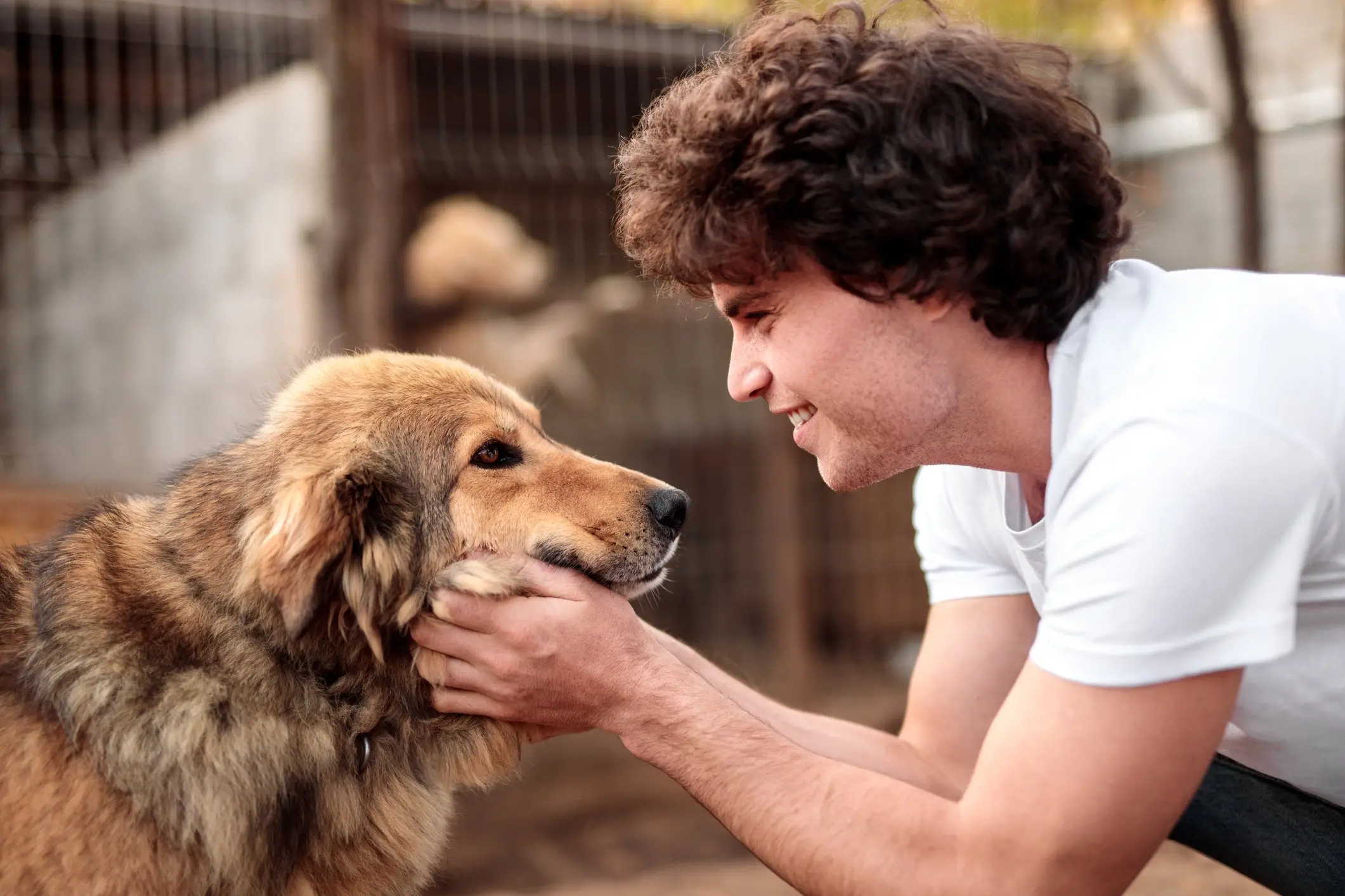 All You Need to Know About All Dog Rescue Finding a Loving Home for Your Furry Friend