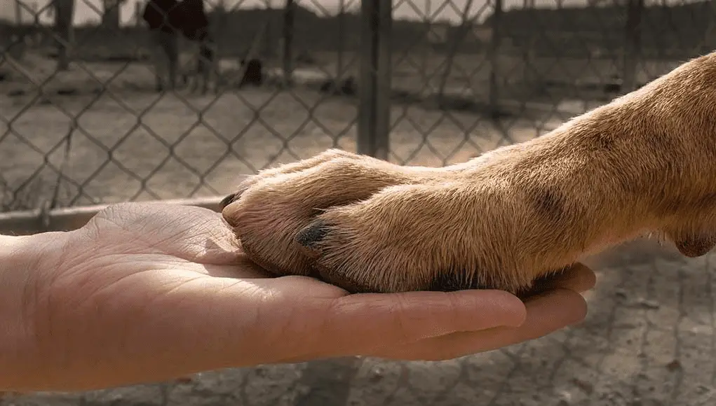 Helpless Hounds Dog Rescue Saving Abandoned Dogs and Giving Them a Second Chance at Life